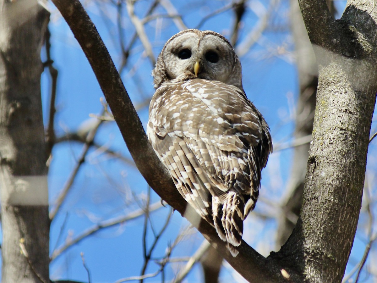 Barred Owl - ML638922364