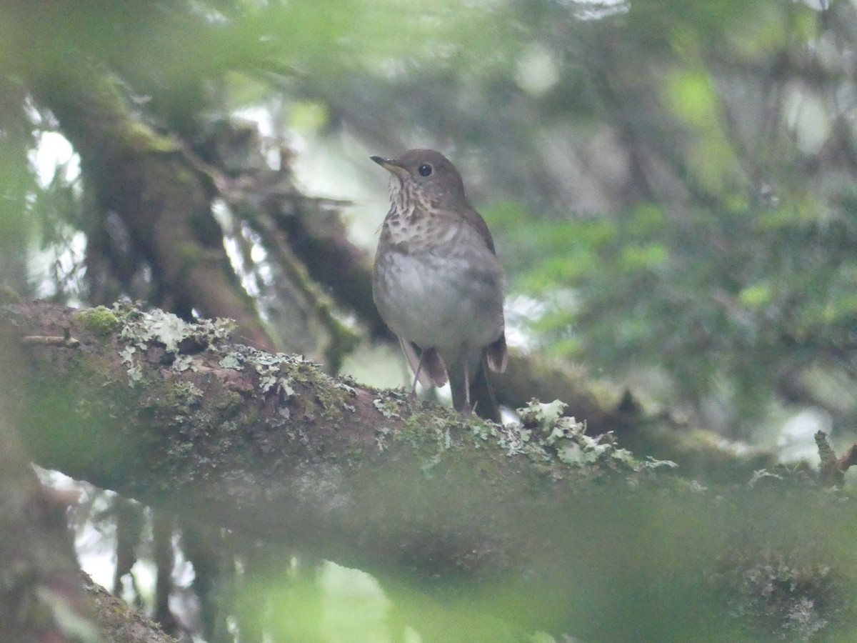 Bicknell's Thrush - ML638922376