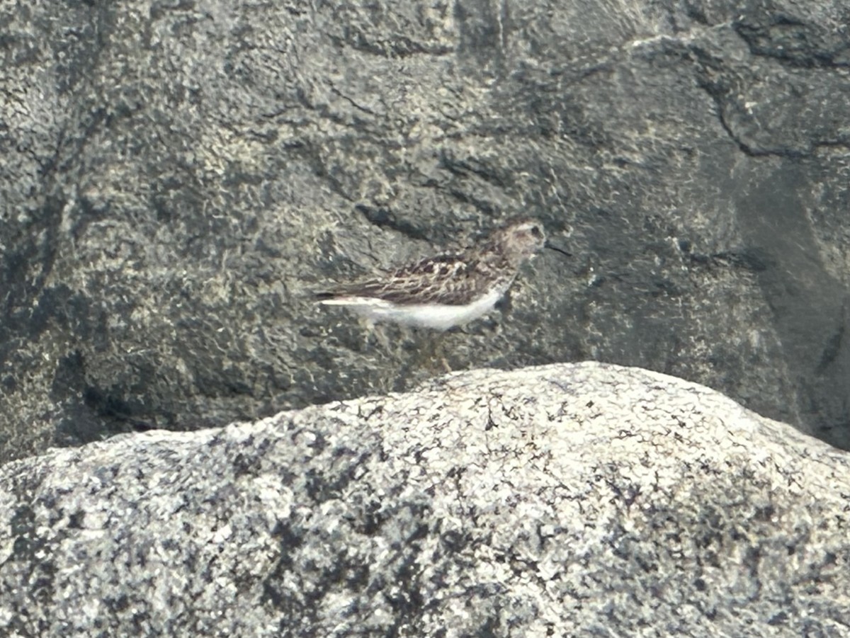 Побережник-крихітка - ML638922392