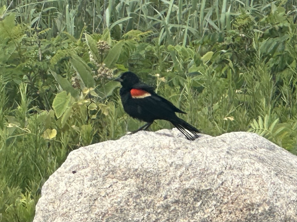 Еполетник червоноплечий - ML638922400