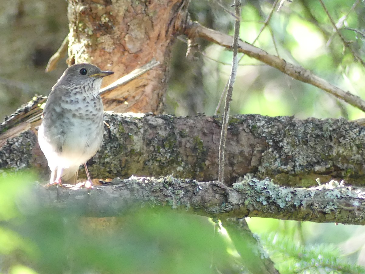 Bicknell's Thrush - ML638922408