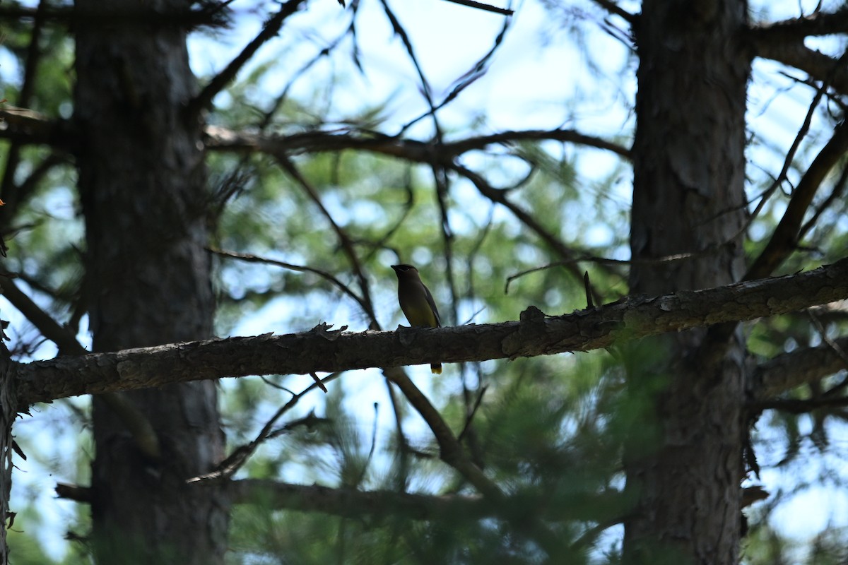 Cedar Waxwing - ML638922410