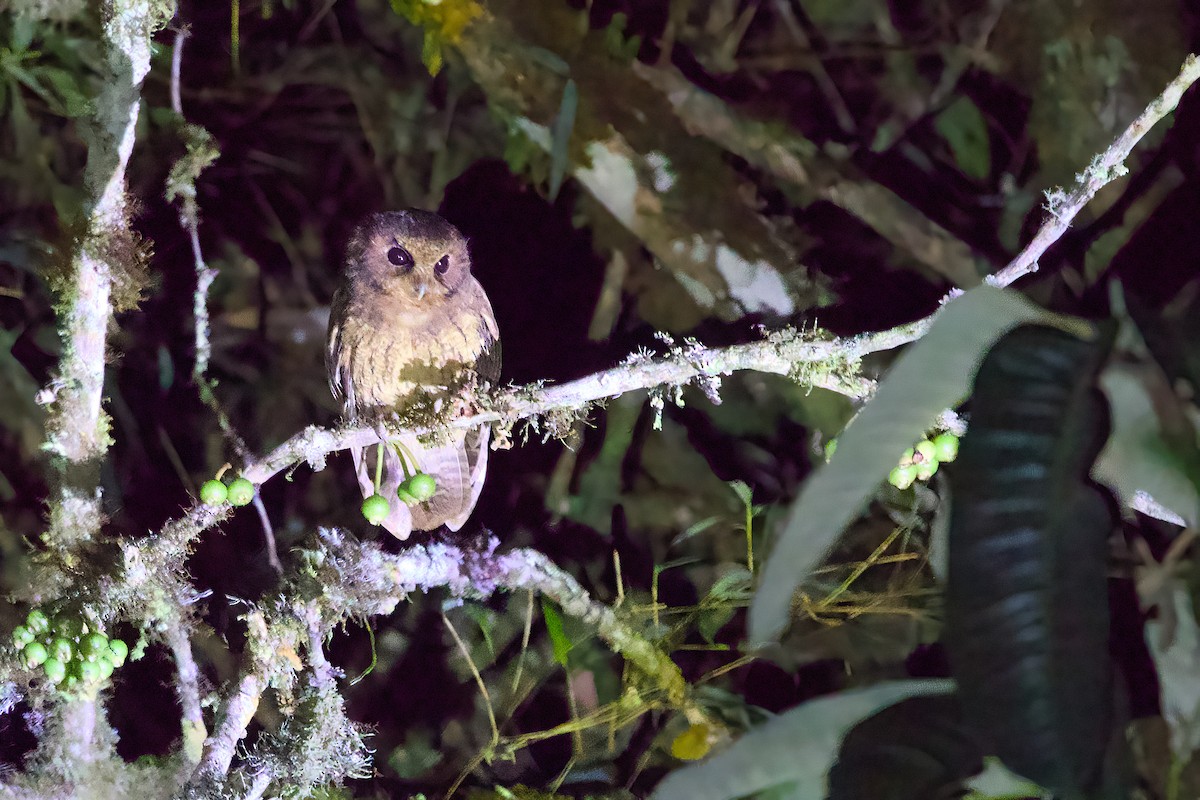 Cinnamon Screech-Owl - ML638922425