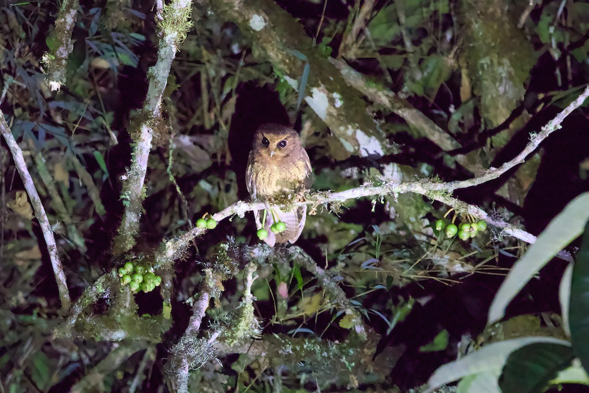 Cinnamon Screech-Owl - ML638922426