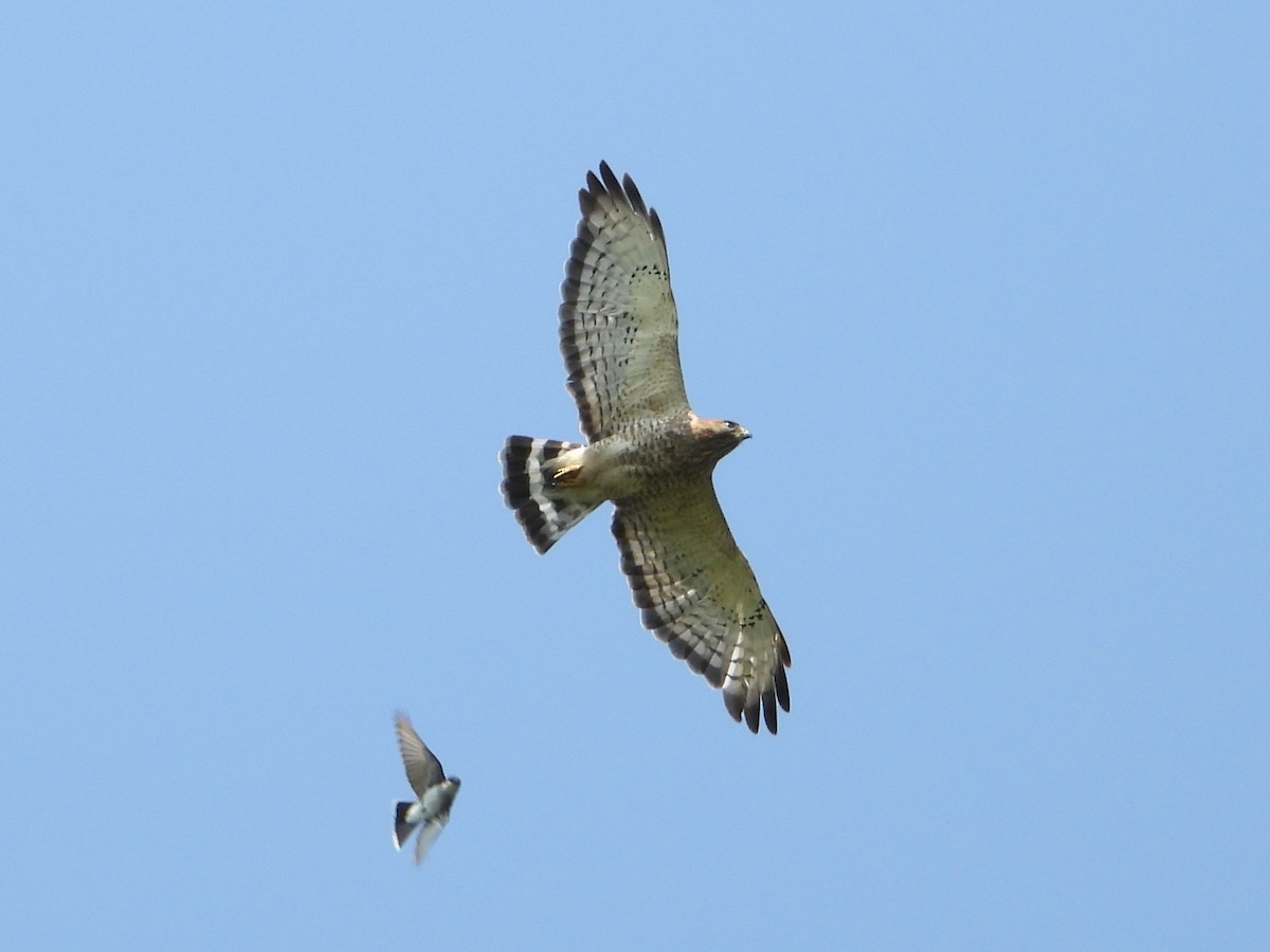Broad-winged Hawk - ML638922490