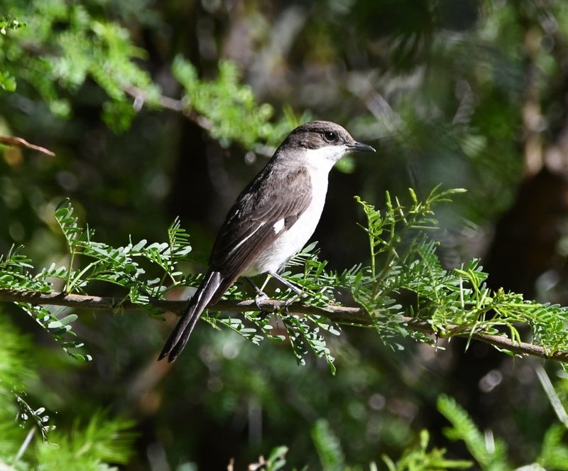 Southern Fiscal - ML638922496