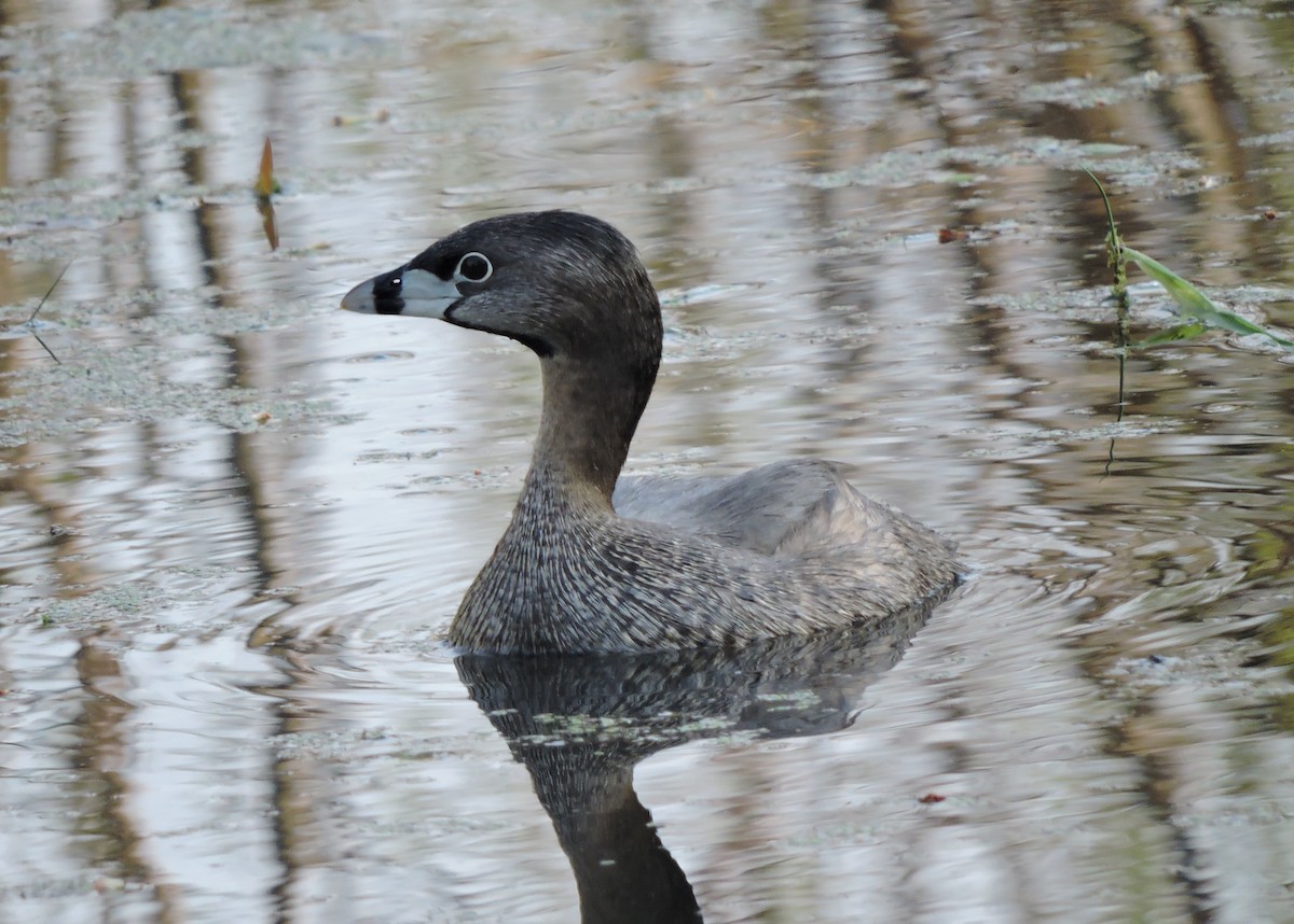 Pied-billed Grebe - Christopher Dyer