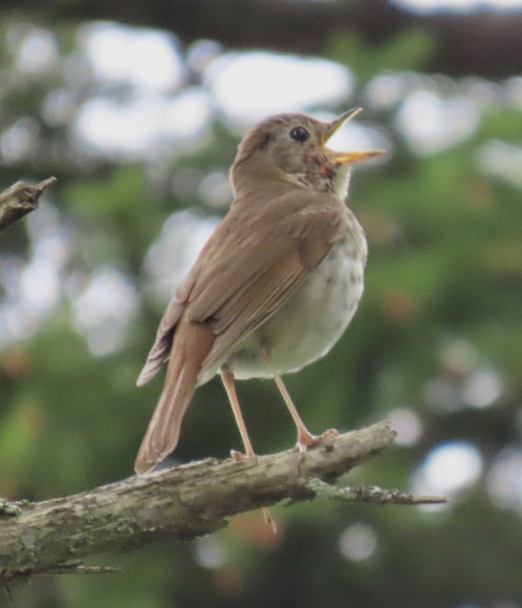 Hermit Thrush - ML638922635
