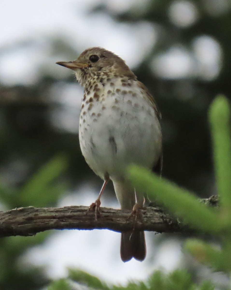 Hermit Thrush - ML638922636