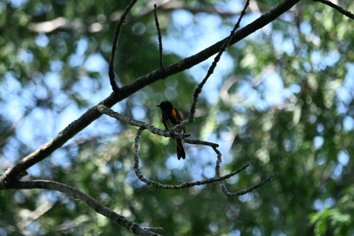 American Redstart - ML638922637