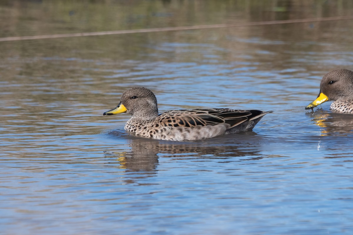 Yellow-billed Teal - ML638922639