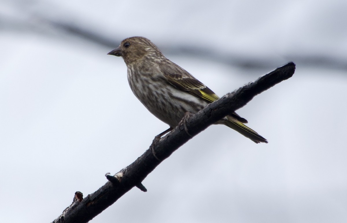 Pine Siskin - ML638922641