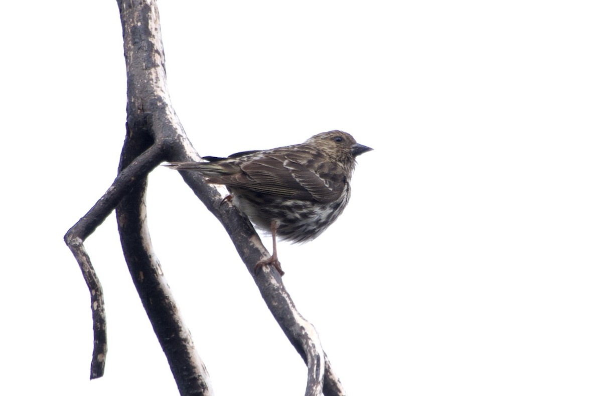 Pine Siskin - ML638922674