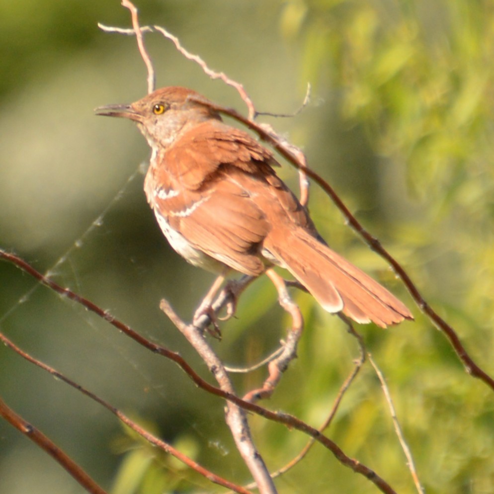 Brown Thrasher - ML638922737