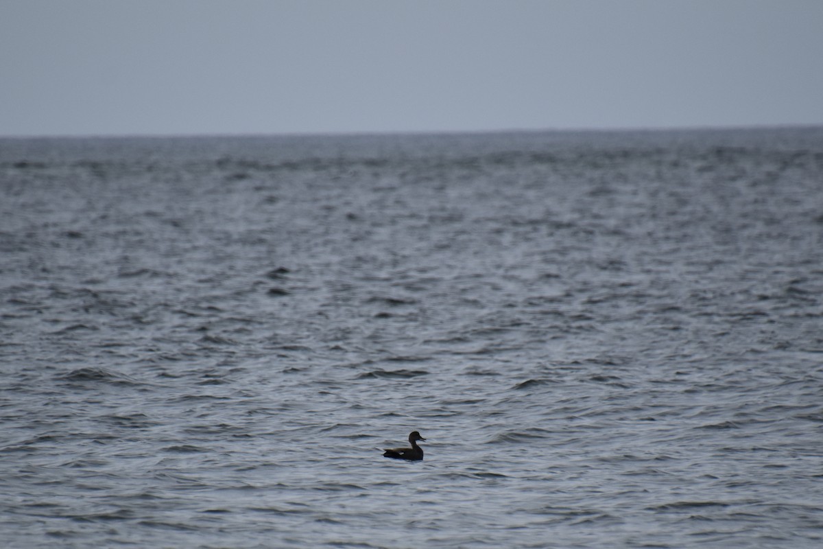 Gadwall - ML638922746