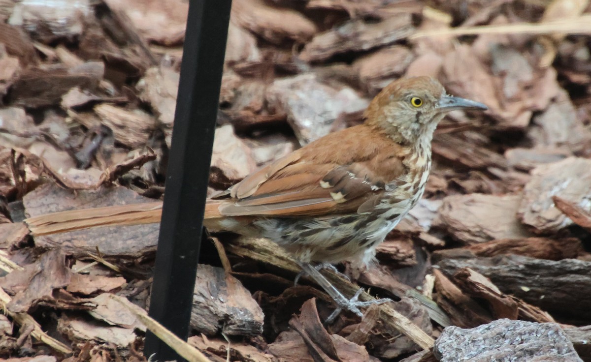 Brown Thrasher - ML638922866