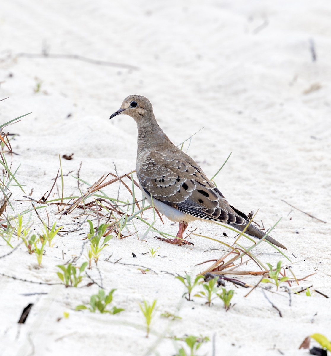 Mourning Dove - ML638922869