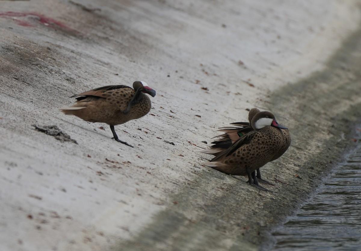 White-cheeked Pintail - ML638922870