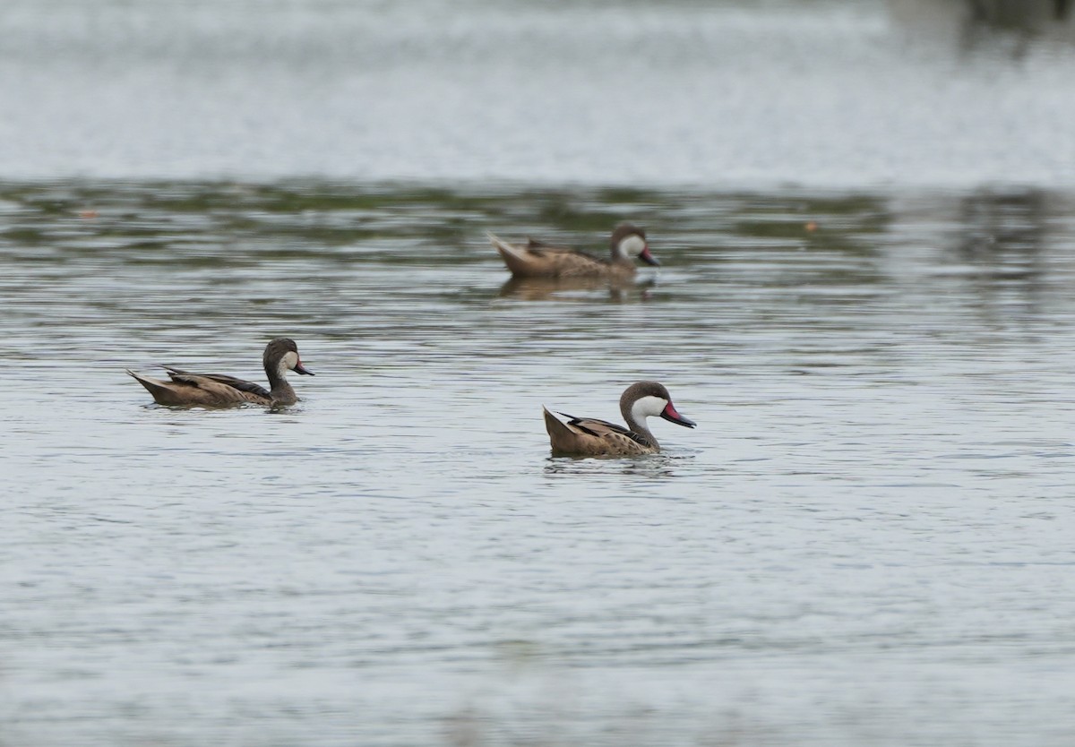 White-cheeked Pintail - ML638922871