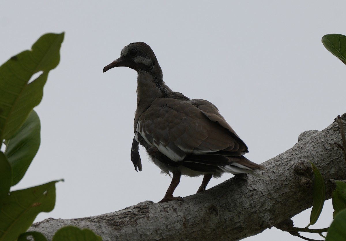 White-winged Dove - ML638922901