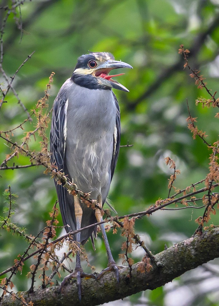 Yellow-crowned Night Heron - ML638922906