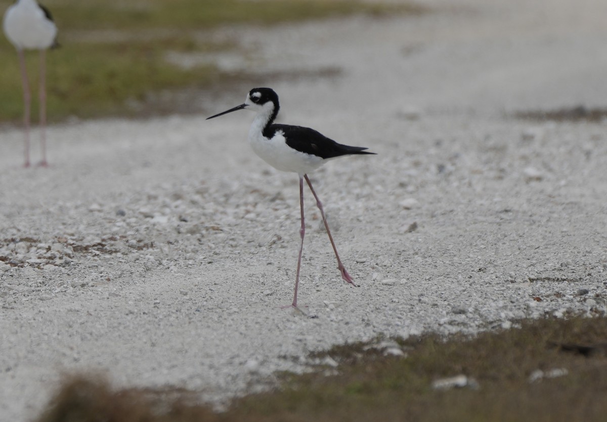 Black-necked Stilt - ML638922925