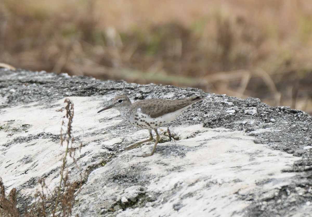 Spotted Sandpiper - ML638922938