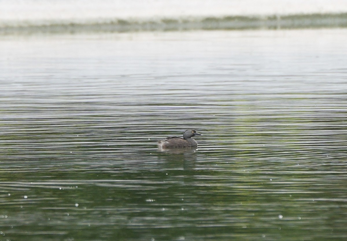 Least Grebe - ML638922945