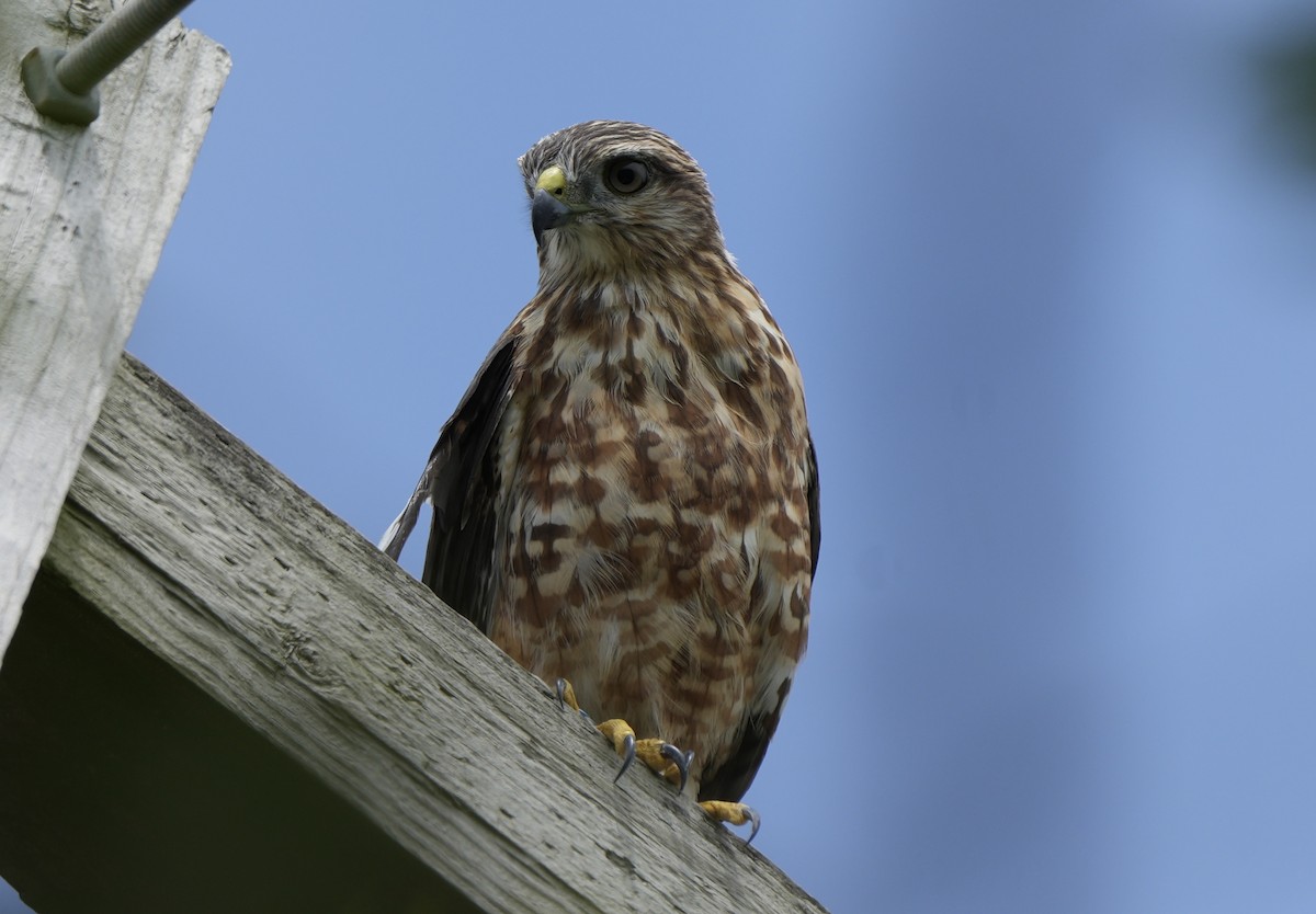 Ridgway's Hawk - ML638922954