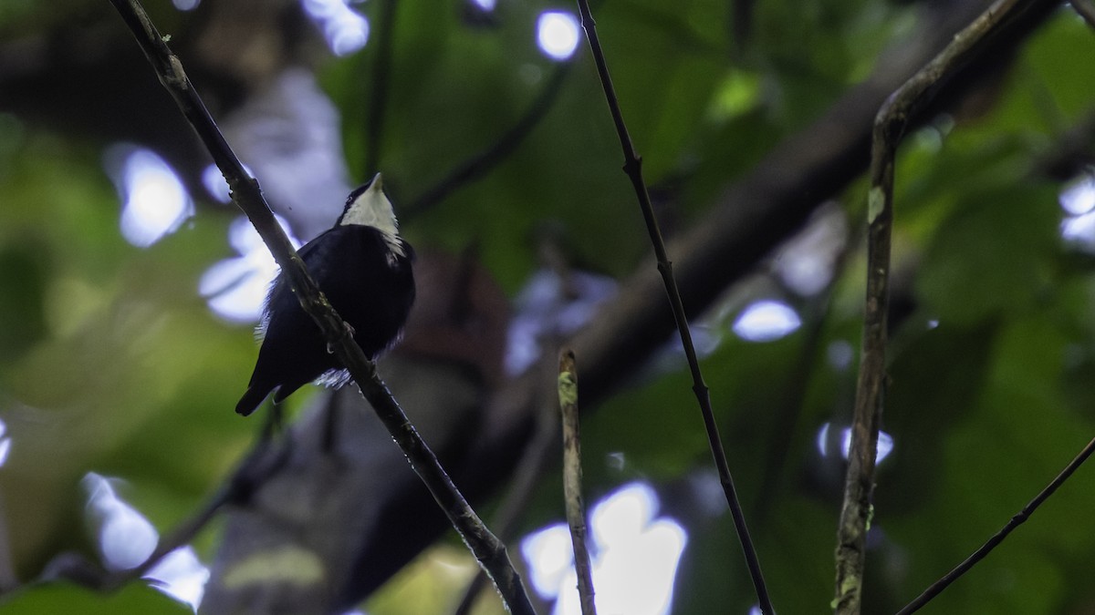 hvitstrupemanakin - ML638922959