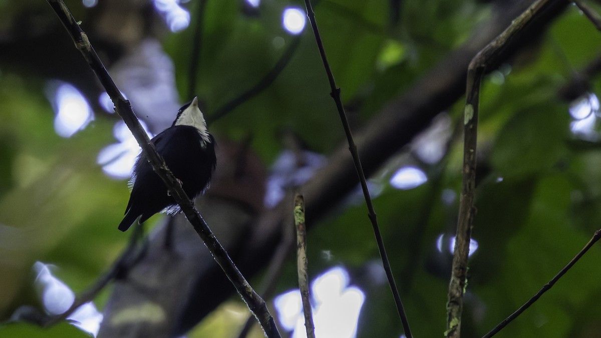 hvitstrupemanakin - ML638922960