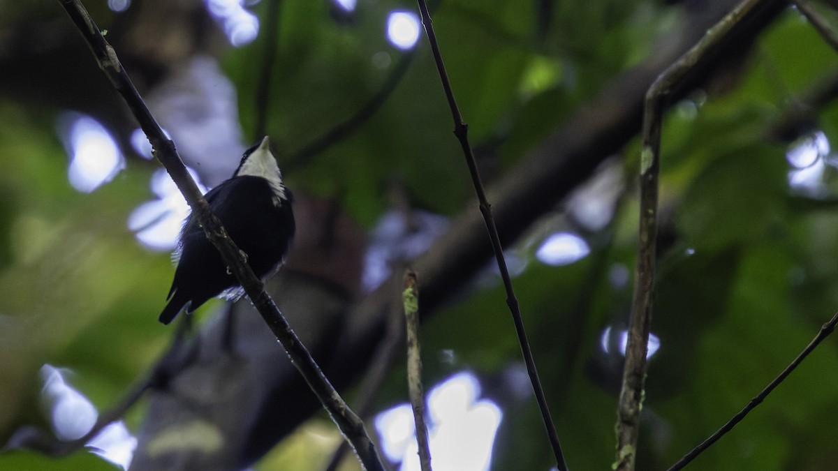 hvitstrupemanakin - ML638922961