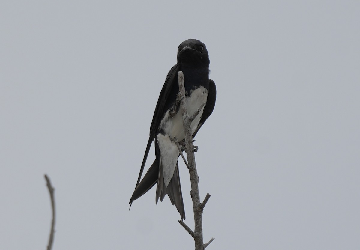 Caribbean Martin - ML638922962