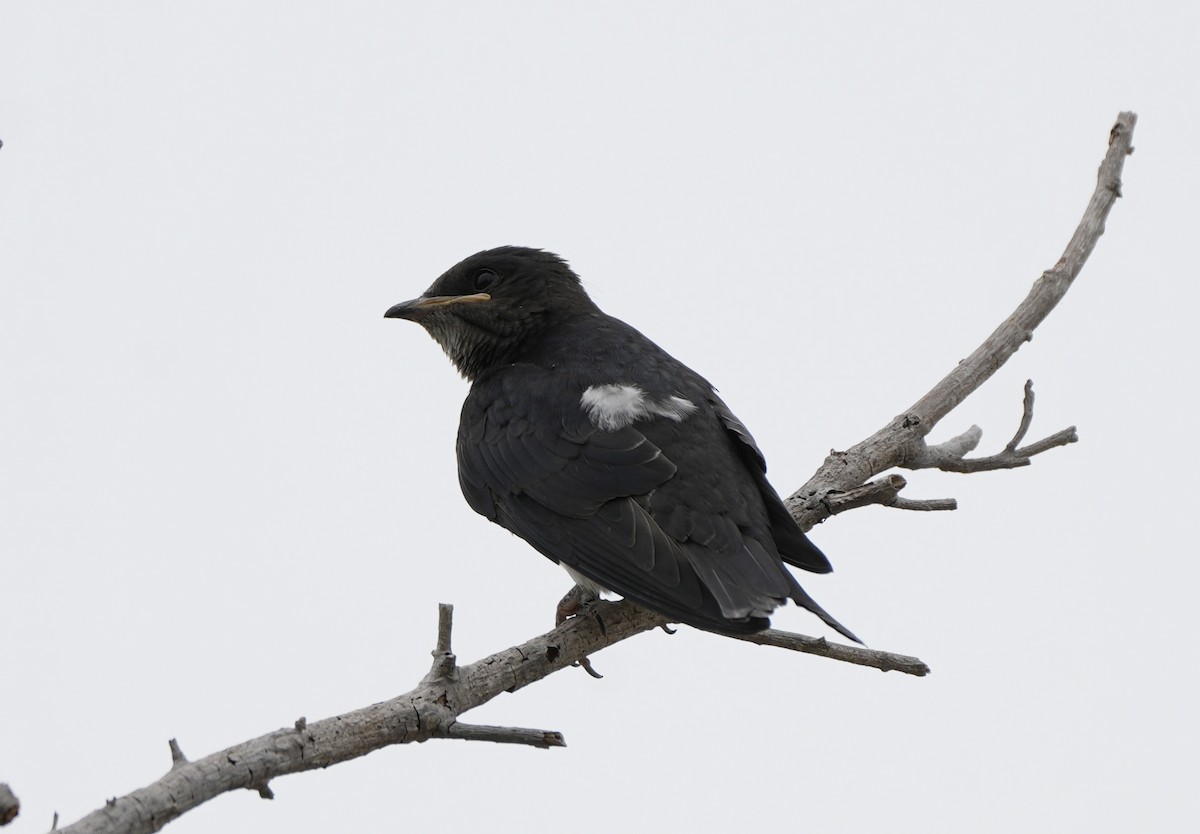 Caribbean Martin - ML638922963