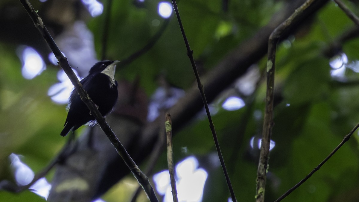 hvitstrupemanakin - ML638922964