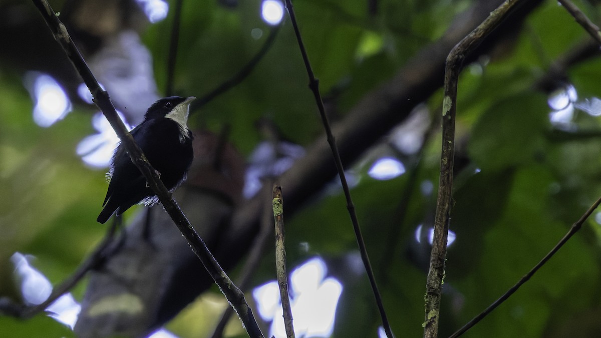 hvitstrupemanakin - ML638922966