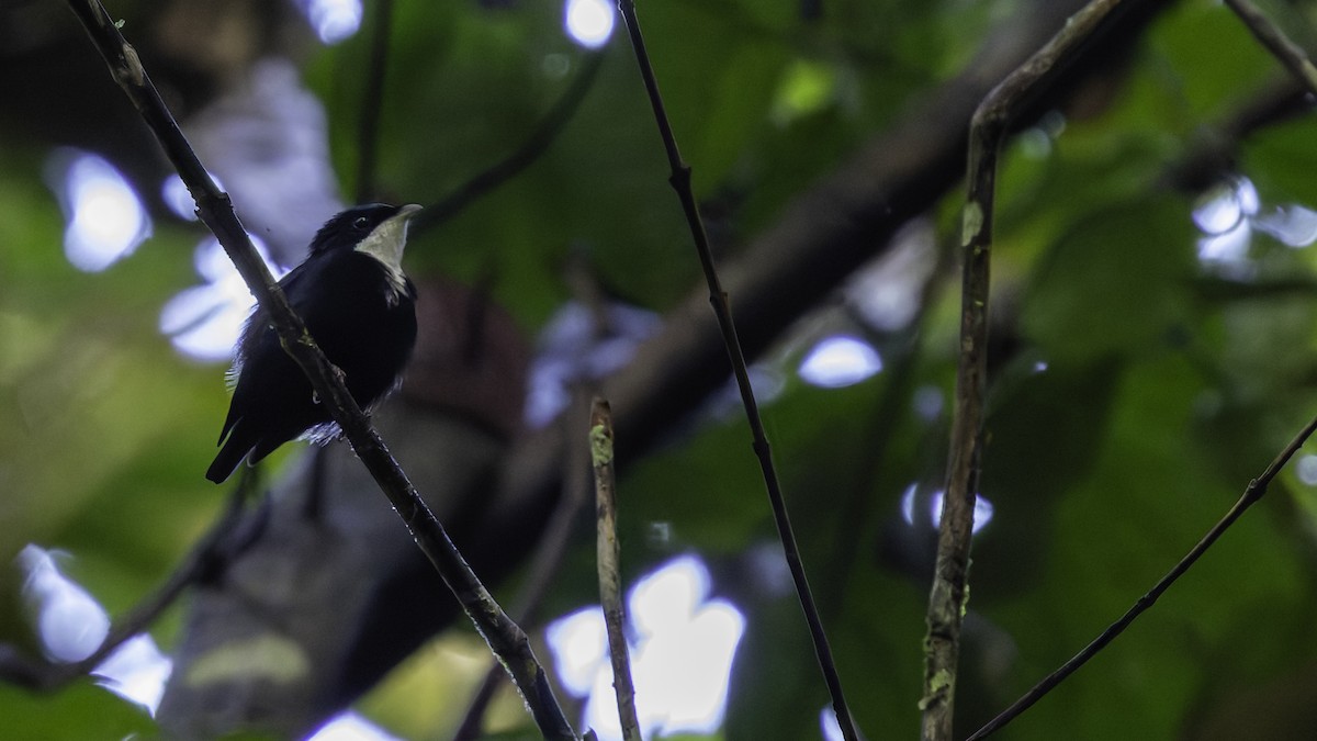 hvitstrupemanakin - ML638922967