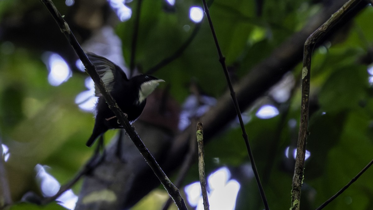 hvitstrupemanakin - ML638922968