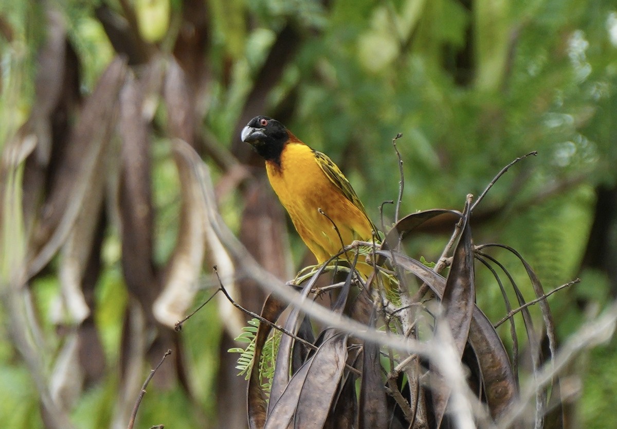Village Weaver - ML638922977