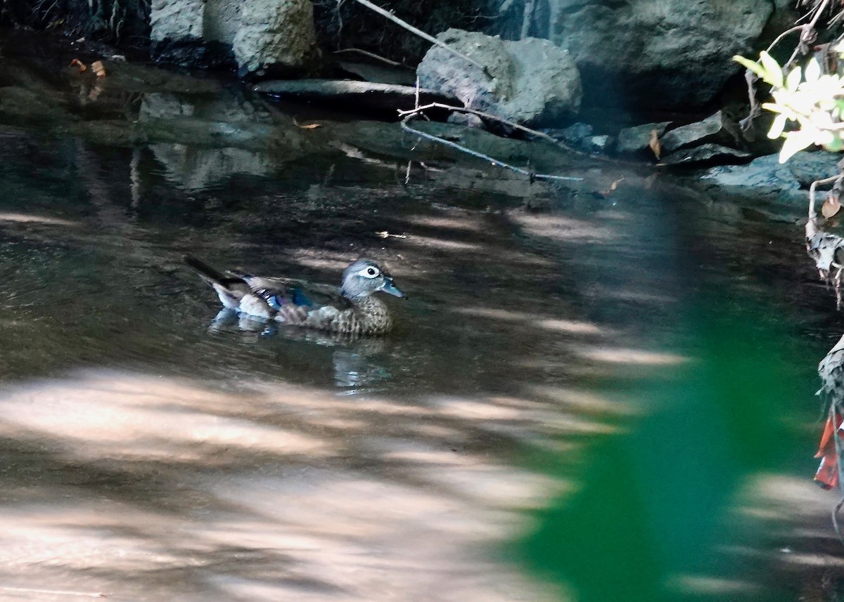 Ahate karolinarra - ML638922980