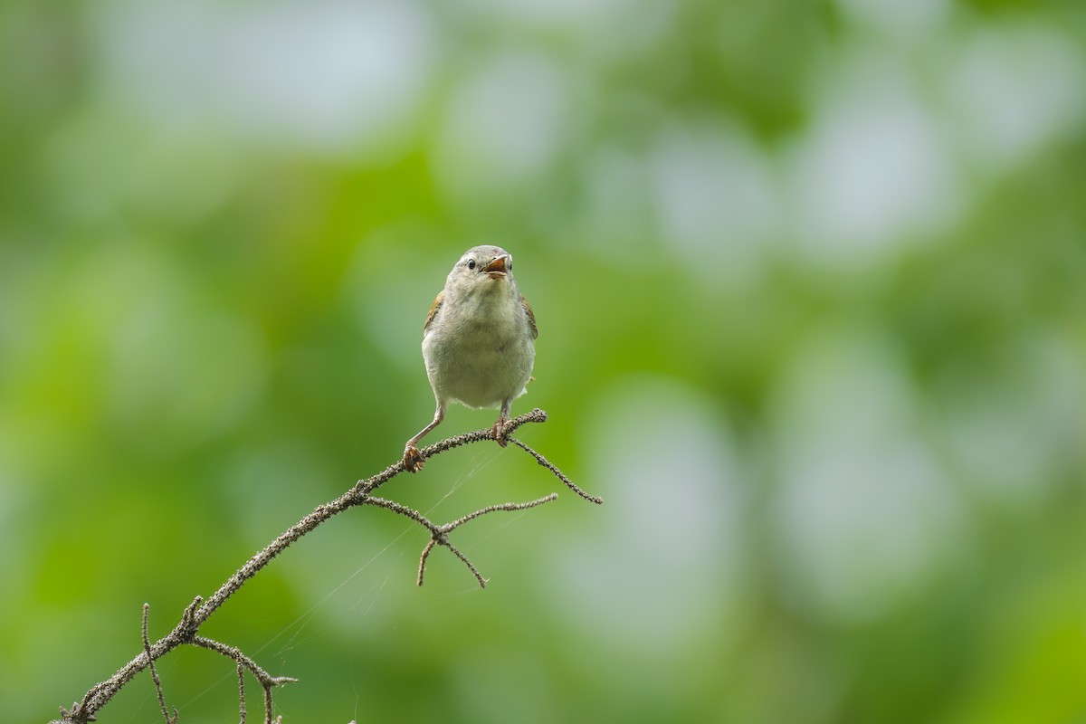 Tennessee Warbler - ML638922993