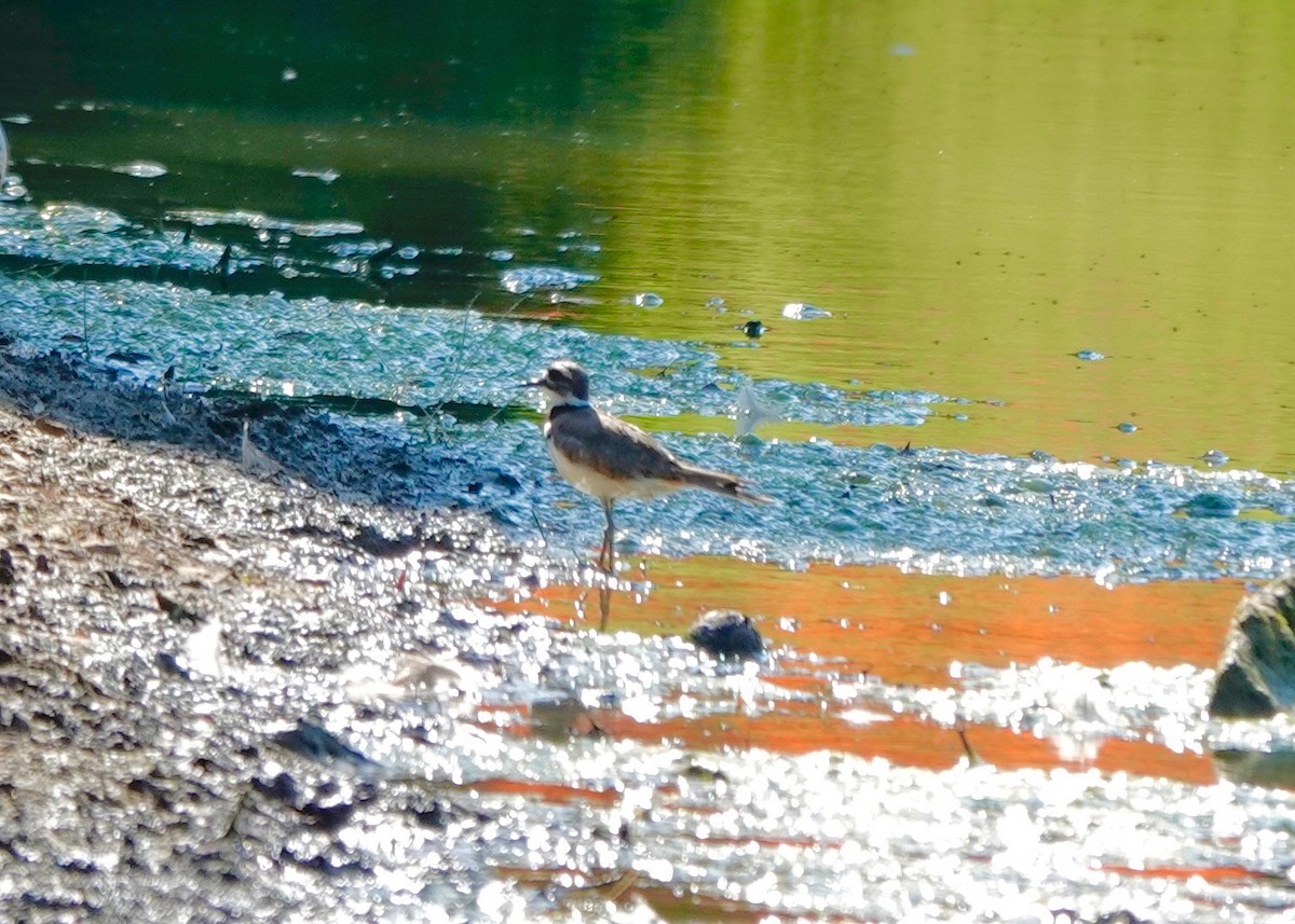 Kildir txirritxoa - ML638922996