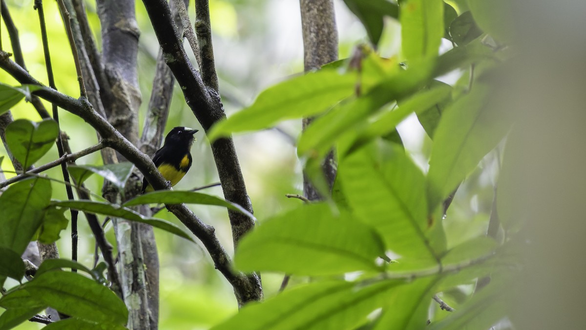 White-fronted Manakin - ML638923002