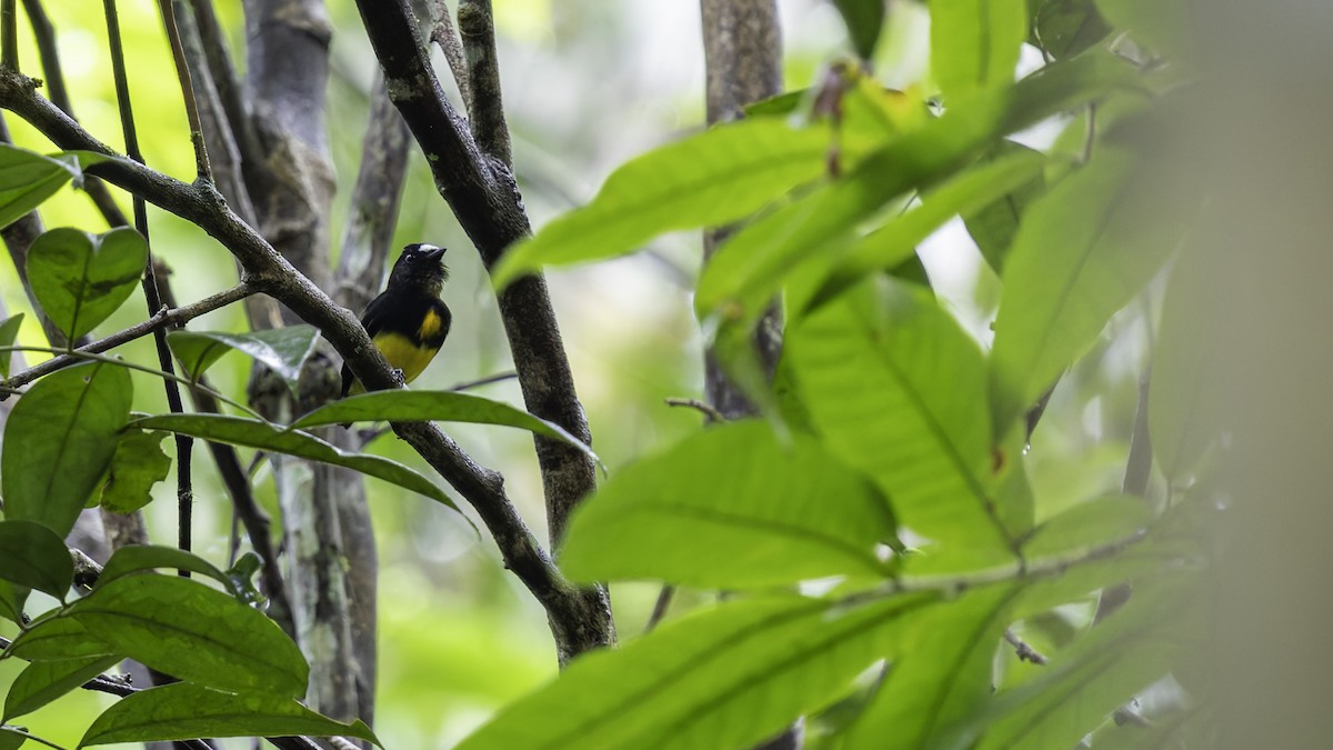 White-fronted Manakin - ML638923003
