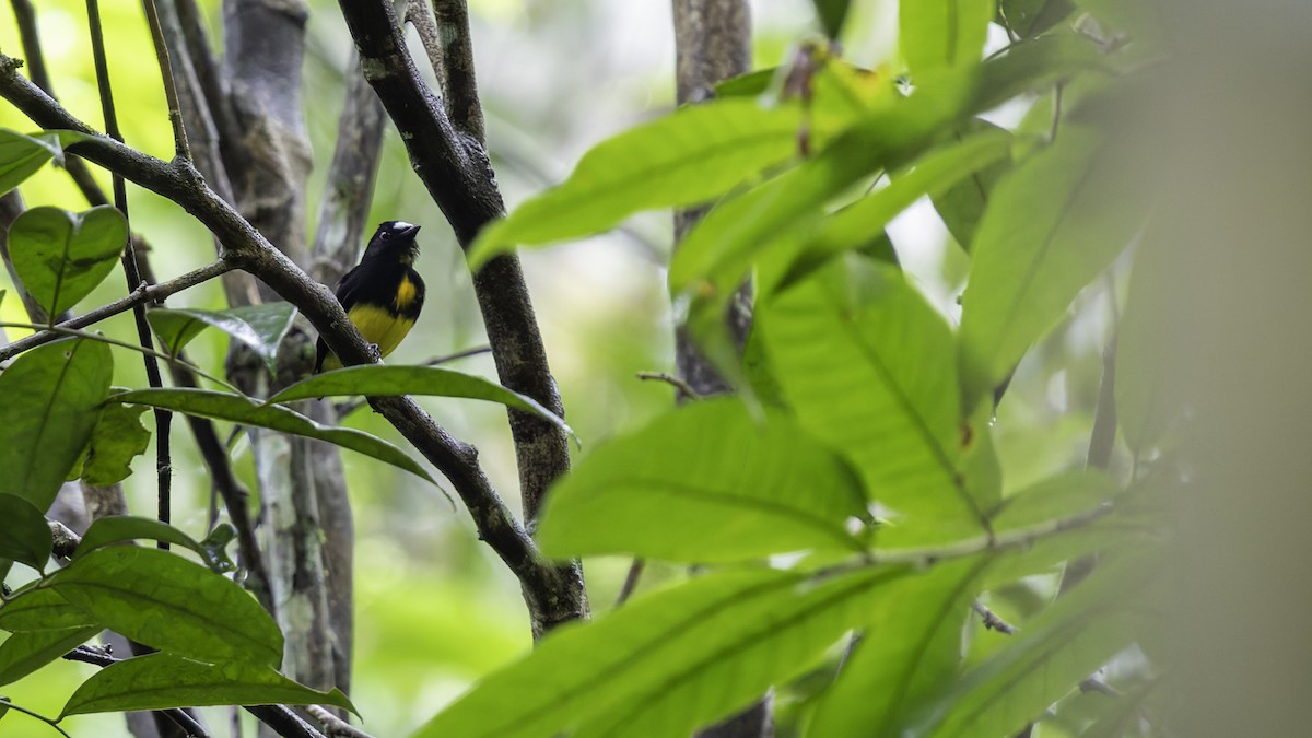 White-fronted Manakin - ML638923004
