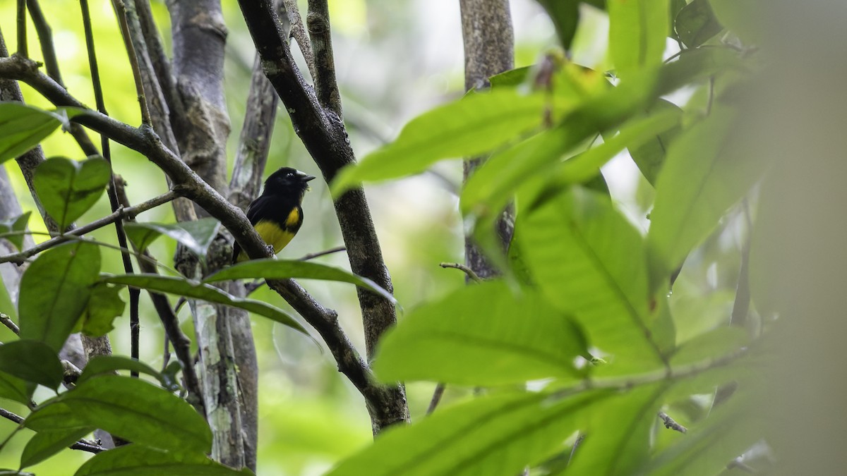 White-fronted Manakin - ML638923007