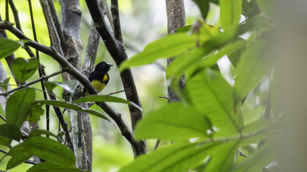 White-fronted Manakin - ML638923008