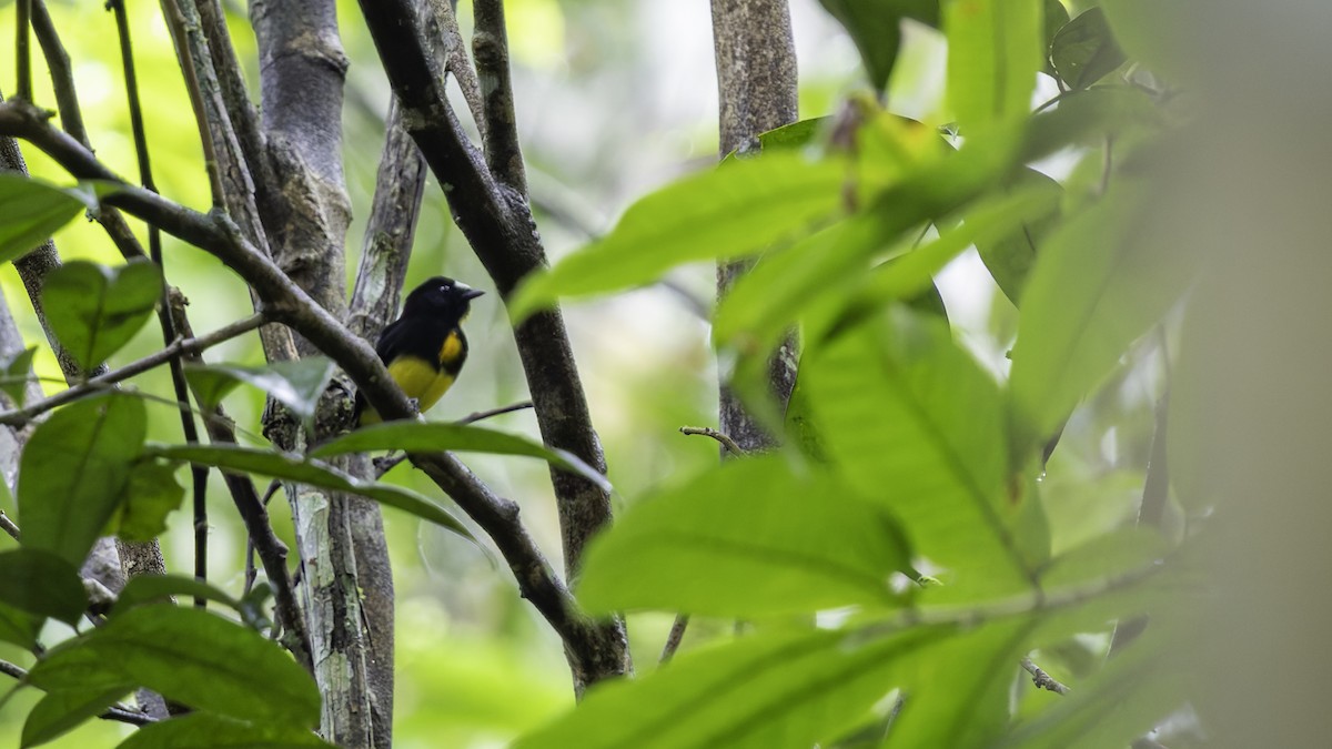 White-fronted Manakin - ML638923009