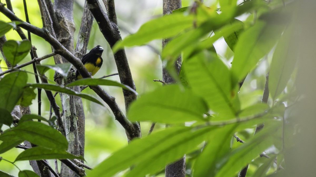 White-fronted Manakin - ML638923010
