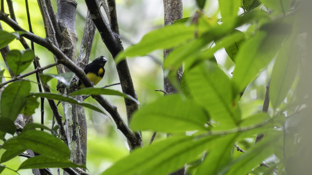 White-fronted Manakin - ML638923011